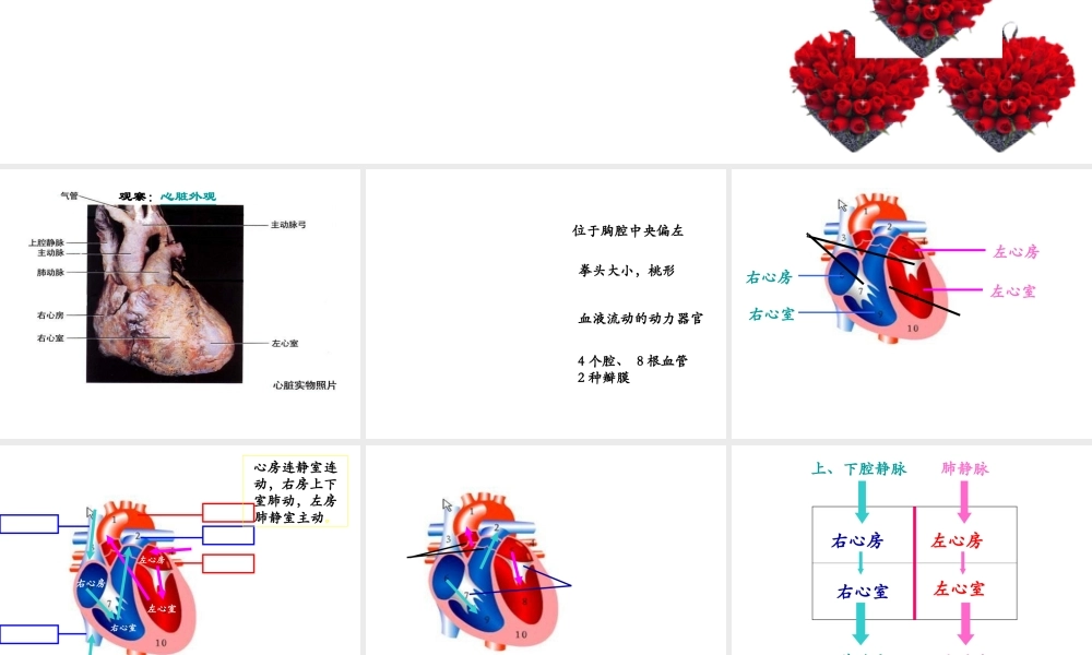 安徽省合肥市长丰县七年级生物下册 4.4.3 输送血液的泵 心脏课件4 （新版）新人教版-（新版）新人教版初中七年级下册生物课件
