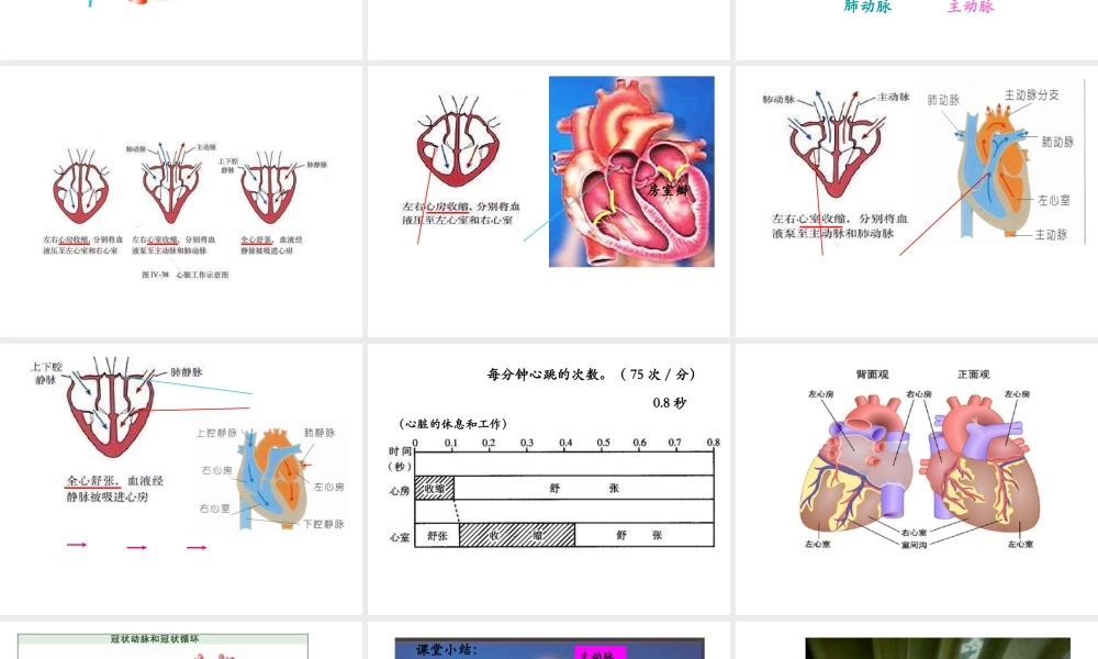 安徽省合肥市长丰县七年级生物下册 4.4.3 输送血液的泵 心脏课件4 （新版）新人教版-（新版）新人教版初中七年级下册生物课件
