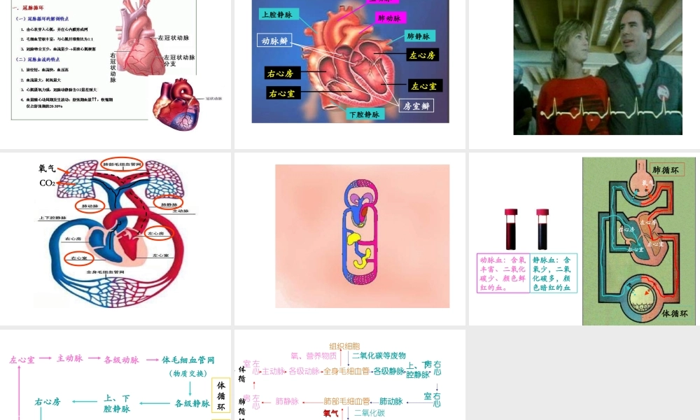 安徽省合肥市长丰县七年级生物下册 4.4.3 输送血液的泵 心脏课件4 （新版）新人教版-（新版）新人教版初中七年级下册生物课件