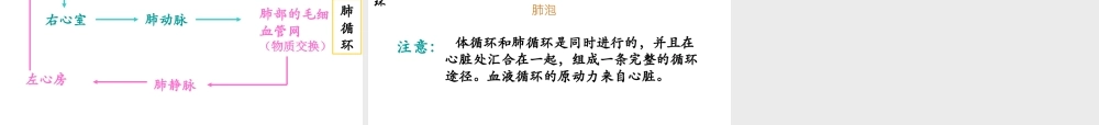安徽省合肥市长丰县七年级生物下册 4.4.3 输送血液的泵 心脏课件4 （新版）新人教版-（新版）新人教版初中七年级下册生物课件