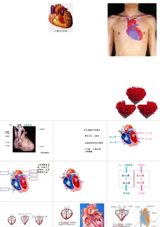 安徽省合肥市长丰县七年级生物下册 4.4.3 输送血液的泵 心脏课件4 （新版）新人教版-（新版）新人教版初中七年级下册生物课件