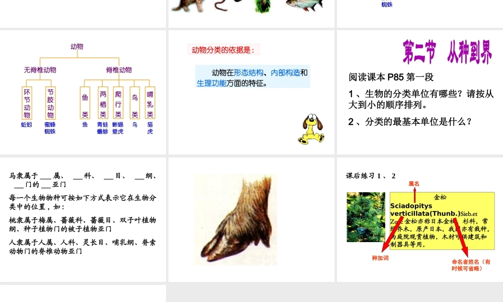 安徽省银塘中学八年级生物 尝试对生物进行分类课件