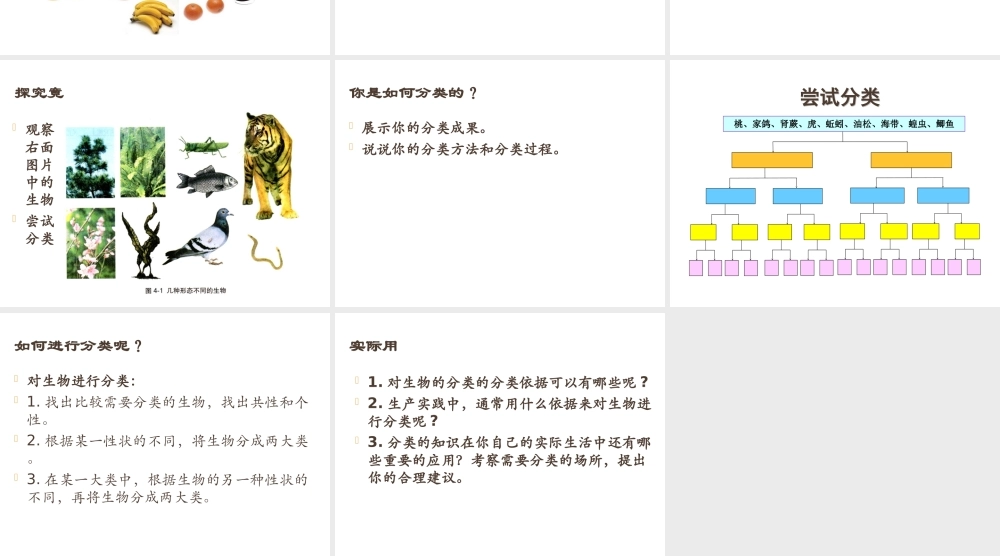 安徽省银塘中学八年级生物《尝试对生物进行分类》课件1