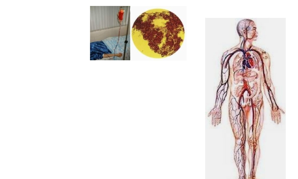 安徽省合肥市长丰县七年级生物下册 4.4.4《输血与血型》课件3 （新版）新人教版-（新版）新人教版初中七年级下册生物课件