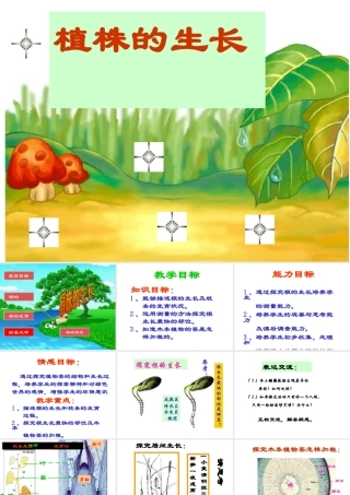 安徽省银塘中学七年级生物《植株的生长》课件1
