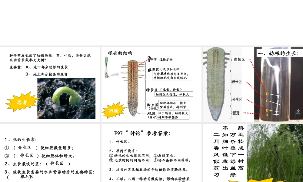 安徽省银塘中学七年级生物《植株的生长》课件2