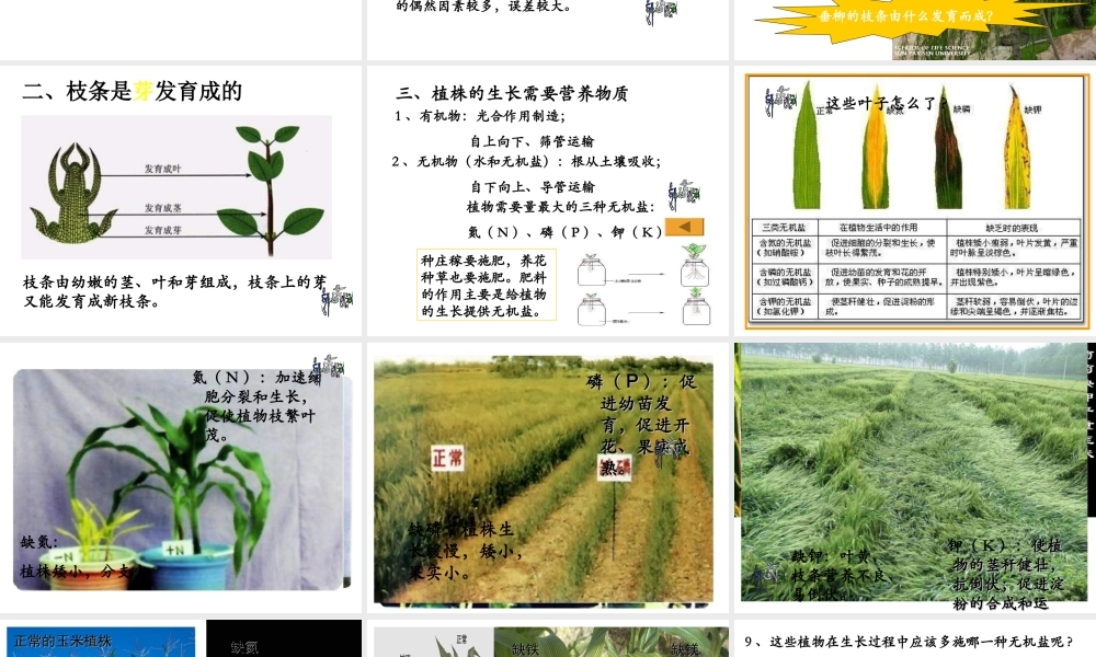 安徽省银塘中学七年级生物《植株的生长》课件2