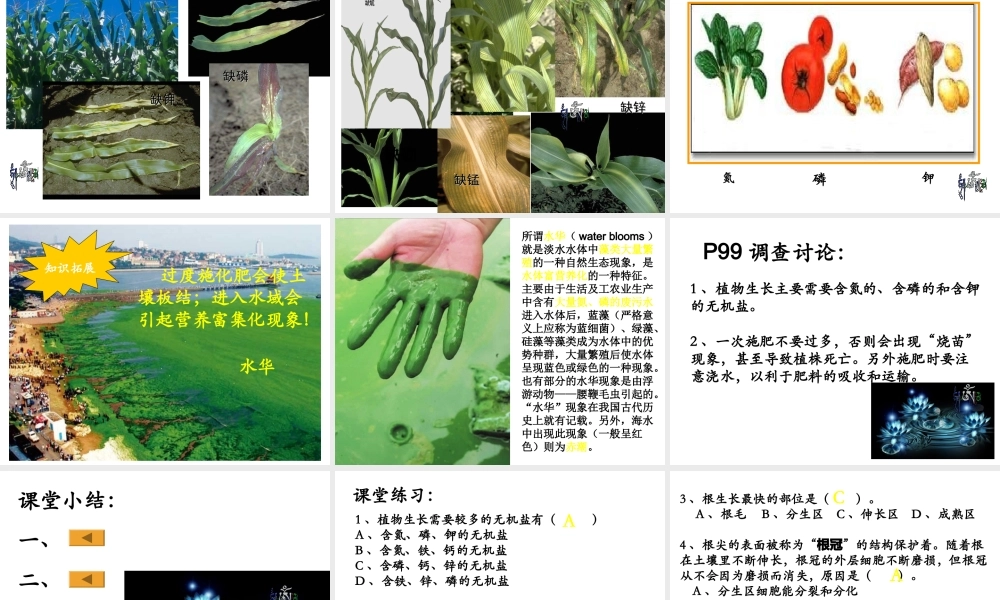 安徽省银塘中学七年级生物《植株的生长》课件2