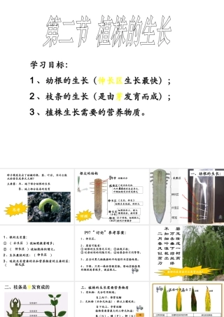 安徽省银塘中学七年级生物《植株的生长》课件2