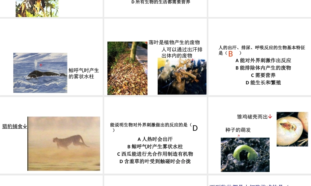 安徽省长丰县下塘实验中学七年级生物上册《1.1.1 生物的特征》课件 （新版）新人教版