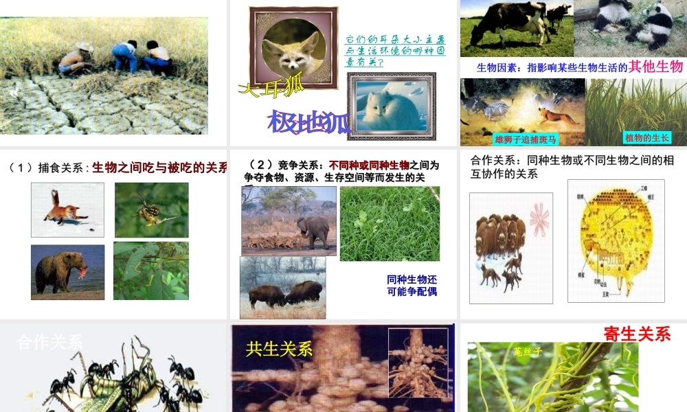 安徽省长丰县下塘实验中学七年级生物上册《1.2.1 生物与环境的关系》课件 （新版）新人教版