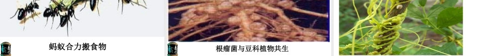 安徽省长丰县下塘实验中学七年级生物上册《1.2.1 生物与环境的关系》课件 （新版）新人教版