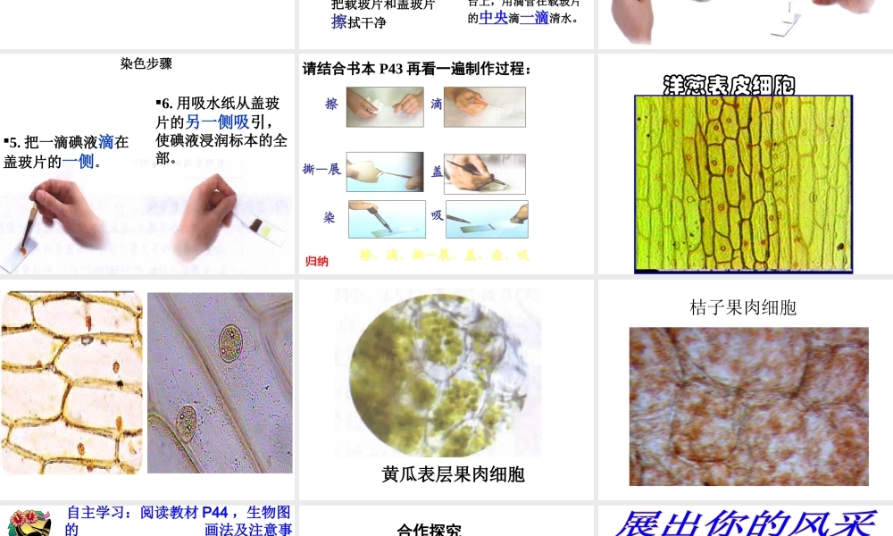 安徽省长丰县下塘实验中学七年级生物上册《2.1.2 植物细胞》课件 （新版）新人教版