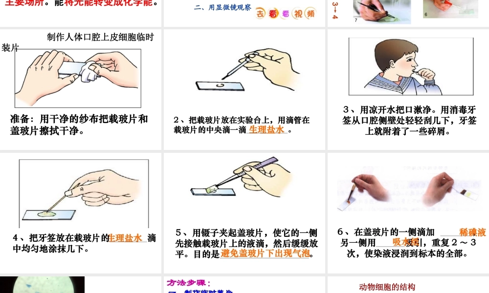 安徽省长丰县下塘实验中学七年级生物上册《2.1.3 动物细胞》课件 （新版）新人教版