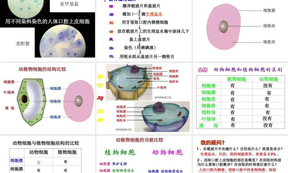 安徽省长丰县下塘实验中学七年级生物上册《2.1.3 动物细胞》课件 （新版）新人教版