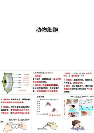 安徽省长丰县下塘实验中学七年级生物上册《2.1.3 动物细胞》课件 （新版）新人教版