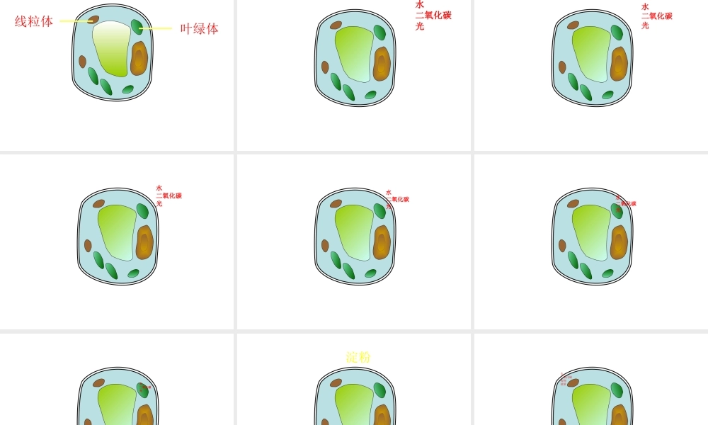 安徽省长丰县下塘实验中学七年级生物上册《2.1.4 细胞的生活》课件 （新版）新人教版
