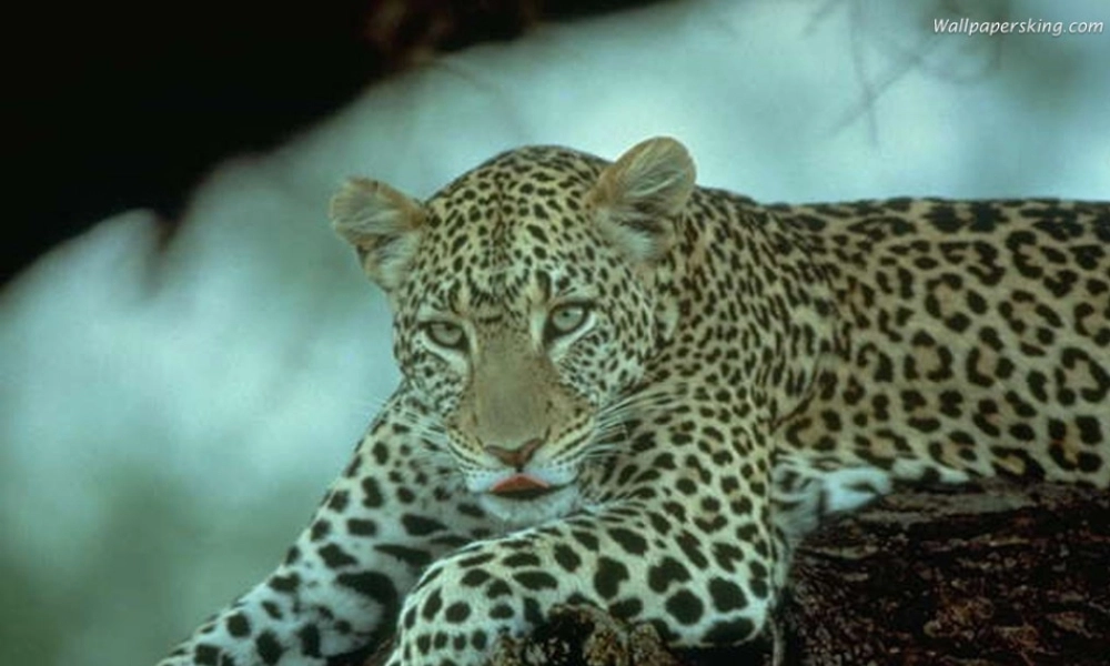 安徽省长丰县下塘实验中学七年级生物上册《2.2.2 动物体的结构层次》课件 （新版）新人教版