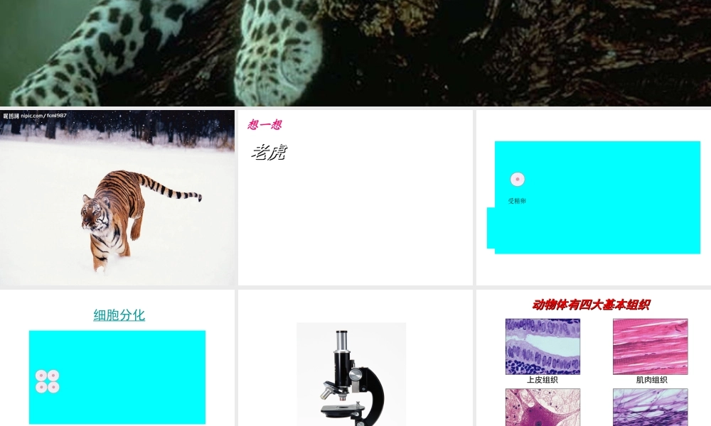 安徽省长丰县下塘实验中学七年级生物上册《2.2.2 动物体的结构层次》课件 （新版）新人教版