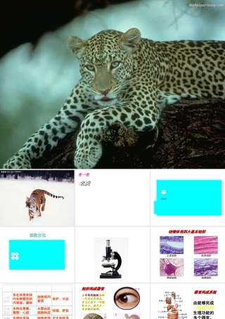 安徽省长丰县下塘实验中学七年级生物上册《2.2.2 动物体的结构层次》课件 （新版）新人教版