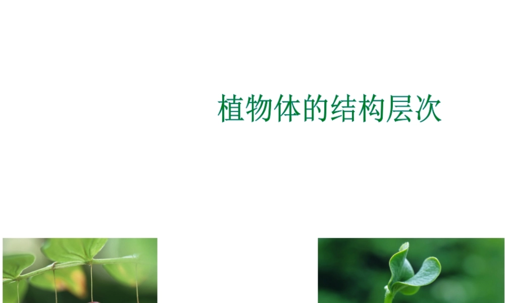 安徽省长丰县下塘实验中学七年级生物上册《2.2.3 植物体的结构层次》课件 （新版）新人教版
