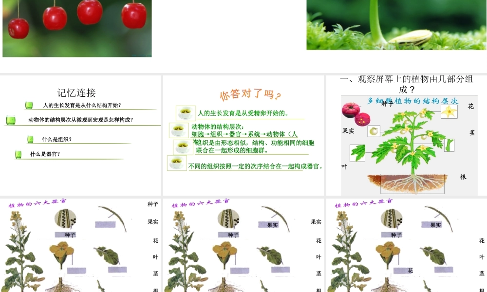 安徽省长丰县下塘实验中学七年级生物上册《2.2.3 植物体的结构层次》课件 （新版）新人教版
