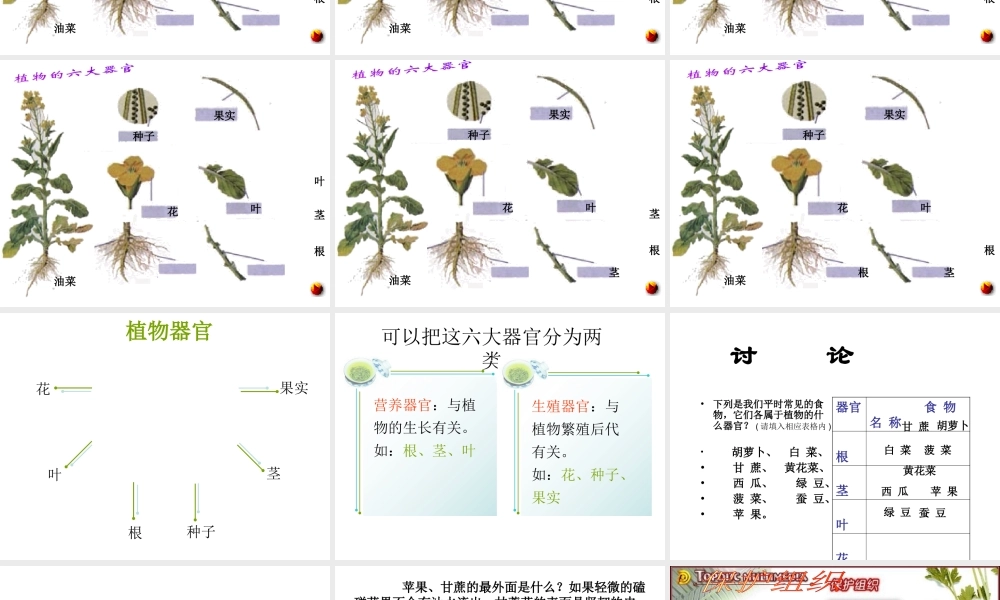 安徽省长丰县下塘实验中学七年级生物上册《2.2.3 植物体的结构层次》课件 （新版）新人教版
