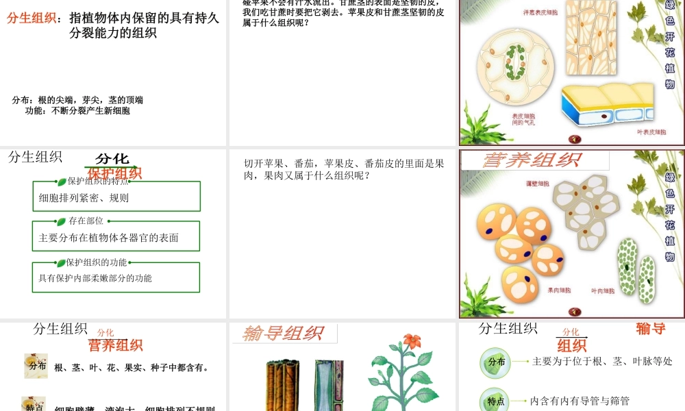 安徽省长丰县下塘实验中学七年级生物上册《2.2.3 植物体的结构层次》课件 （新版）新人教版