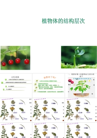 安徽省长丰县下塘实验中学七年级生物上册《2.2.3 植物体的结构层次》课件 （新版）新人教版