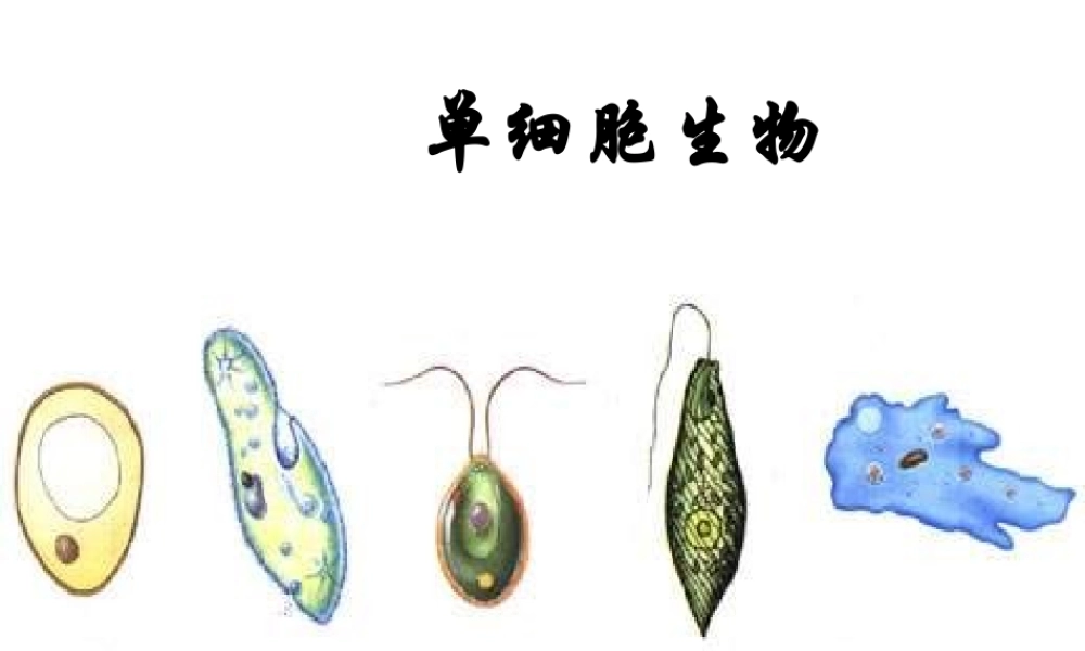 安徽省长丰县下塘实验中学七年级生物上册《2.2.4 单细胞生物》课件 （新版）新人教版