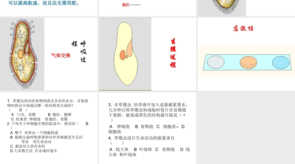 安徽省长丰县下塘实验中学七年级生物上册《2.2.4 单细胞生物》课件 （新版）新人教版