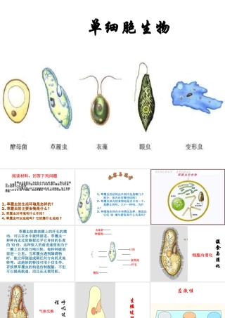 安徽省长丰县下塘实验中学七年级生物上册《2.2.4 单细胞生物》课件 （新版）新人教版