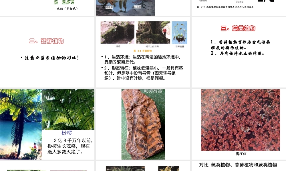安徽省长丰县下塘实验中学七年级生物上册《3.1.1 藻类、苔藓和蕨类植物》课件 （新版）新人教版