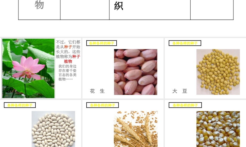 安徽省长丰县下塘实验中学七年级生物上册《3.1.2 种子植物》课件 （新版）新人教版