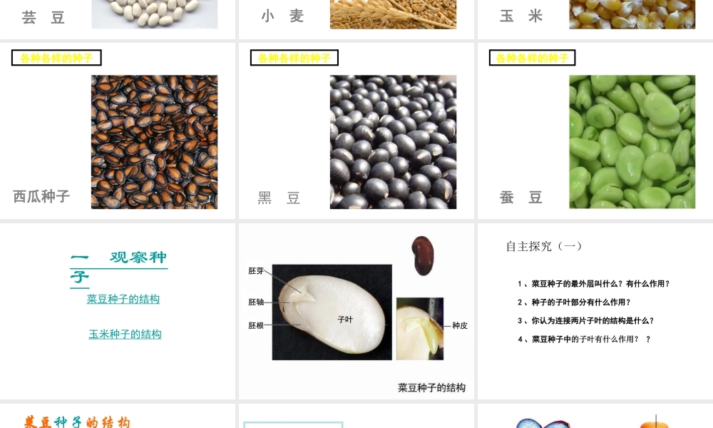 安徽省长丰县下塘实验中学七年级生物上册《3.1.2 种子植物》课件 （新版）新人教版