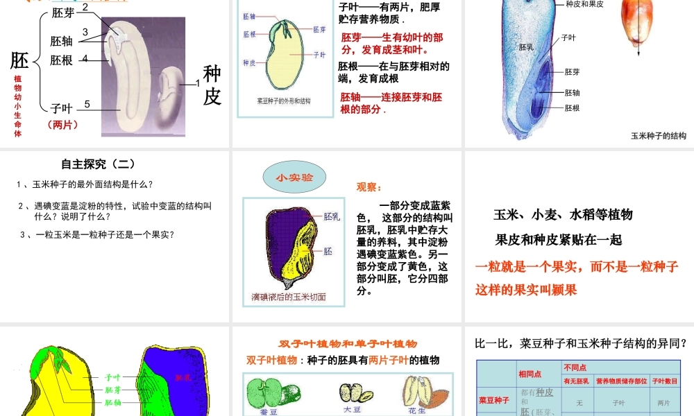 安徽省长丰县下塘实验中学七年级生物上册《3.1.2 种子植物》课件 （新版）新人教版