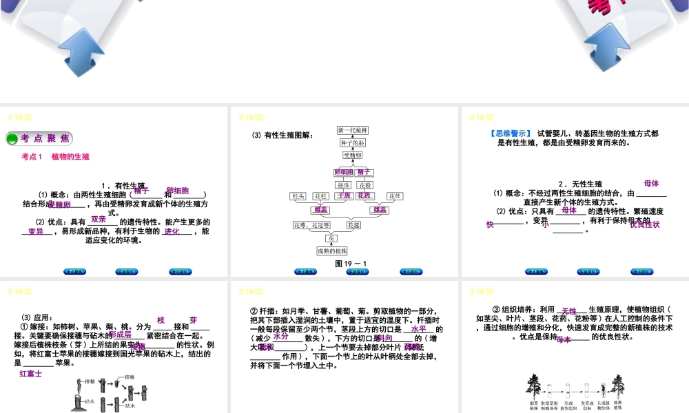 （北京专版）中考生物复习方案 主题七 生物的生殖、发育和遗传、变异 第19课时 动植物的生殖和发育课件-人教级全册生物课件