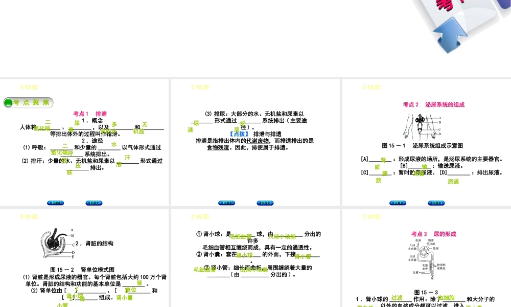 （北京专版）中考生物复习方案 主题五 生物圈中的人 第15课时 人体内废物的排出课件-人教版初中九年级全册生物课件