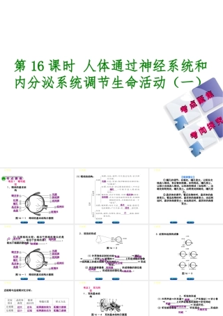 （北京专版）中考生物复习方案 主题五 生物圈中的人 第16课时 人体通光神经系统和内分泌系统调节生命活动（一）课件-人教版初中九年级全册生物课件