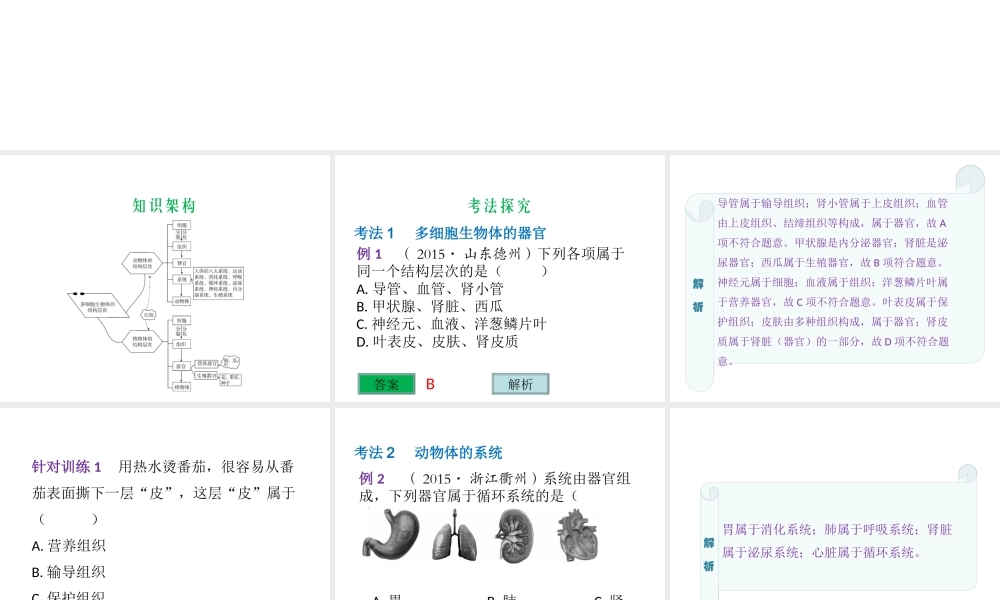 （云南专用）中考生物总复习 第二部分 生物体的结构层次 专题四 多细胞生物体的结构层次课件-人教版初中九年级全册生物课件
