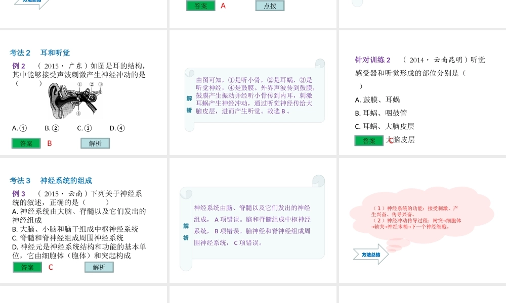 （云南专用）中考生物总复习 第五部分 生物圈中的人 专题十三 人体生命活动的调节课件-人教级全册生物课件