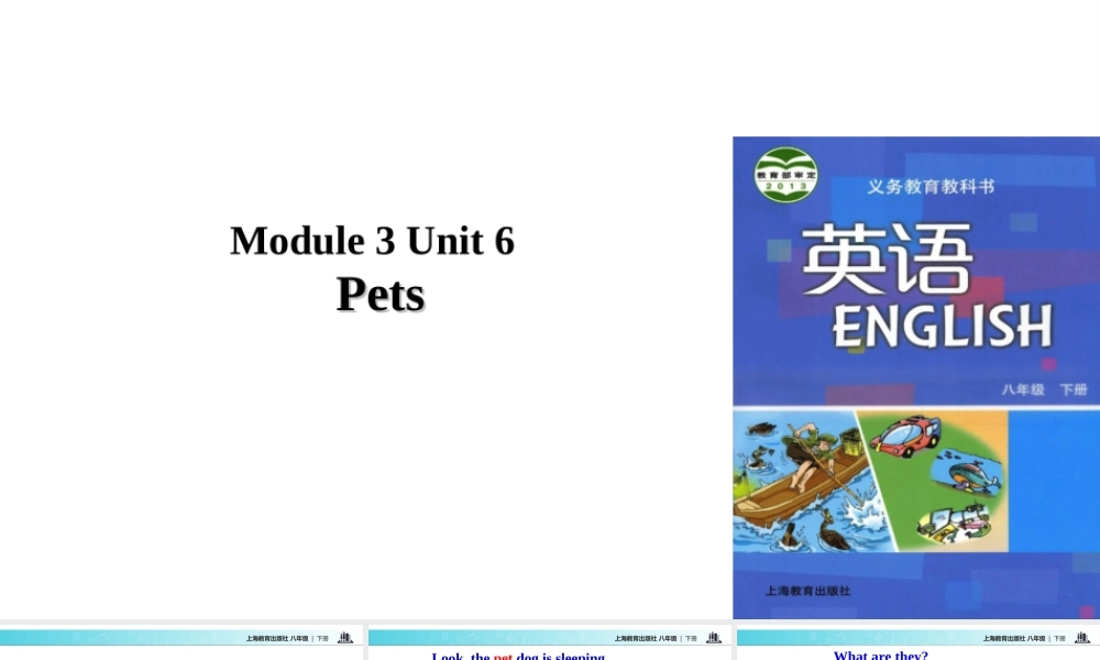 （广州沈阳通用）八年级英语下册 Module 3 Animals Unit 6 Pets课件 牛津深圳版-牛津深圳版初中八年级下册英语课件
