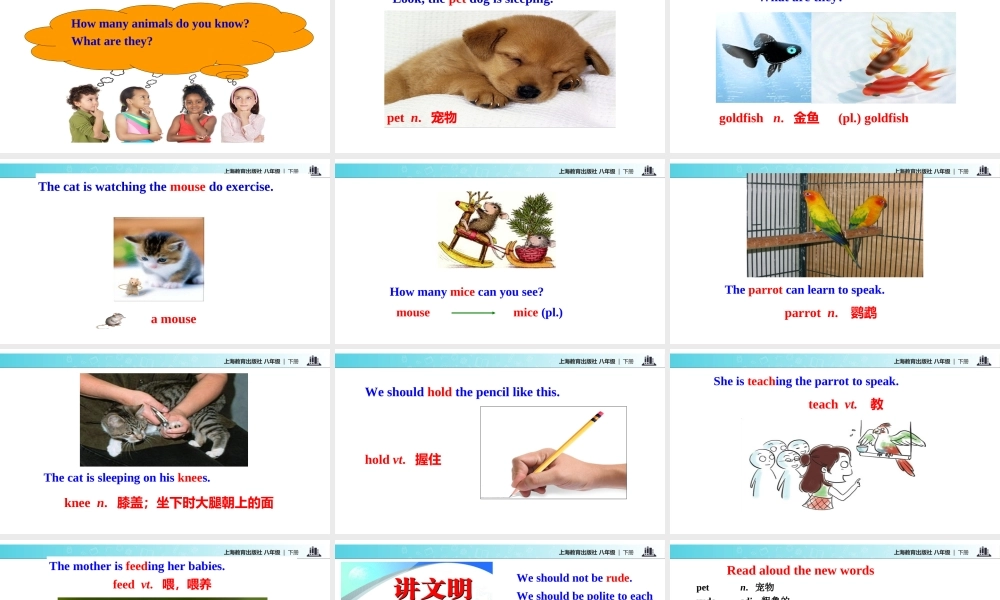 （广州沈阳通用）八年级英语下册 Module 3 Animals Unit 6 Pets课件 牛津深圳版-牛津深圳版初中八年级下册英语课件