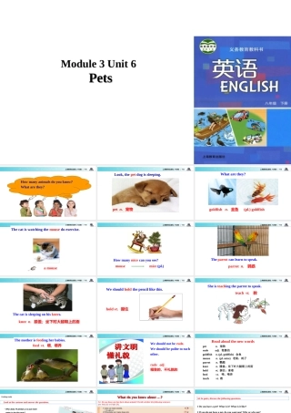 （广州沈阳通用）八年级英语下册 Module 3 Animals Unit 6 Pets课件 牛津深圳版-牛津深圳版初中八年级下册英语课件