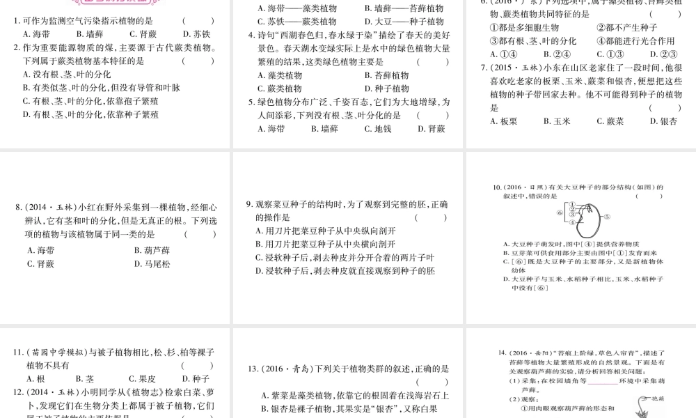 （广西玉林）春中考生物 第3单元 生物圈中的绿色植物复习课件-人教版初中九年级全册生物课件