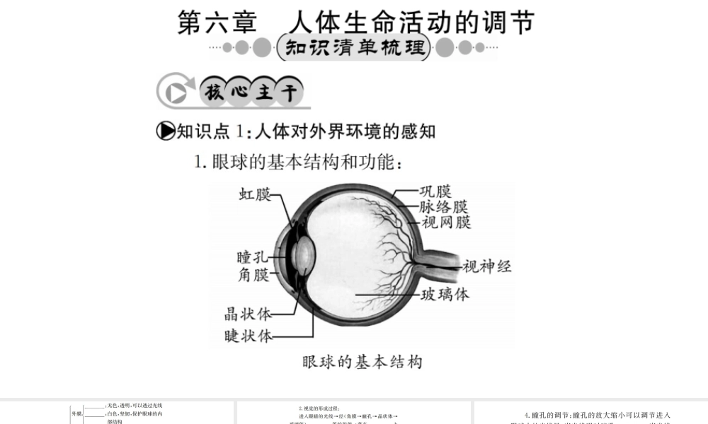 （广西玉林地区）中考生物 知识系统复习 第四单元 第六章 人体生命活动的调节课件-人教级全册生物课件