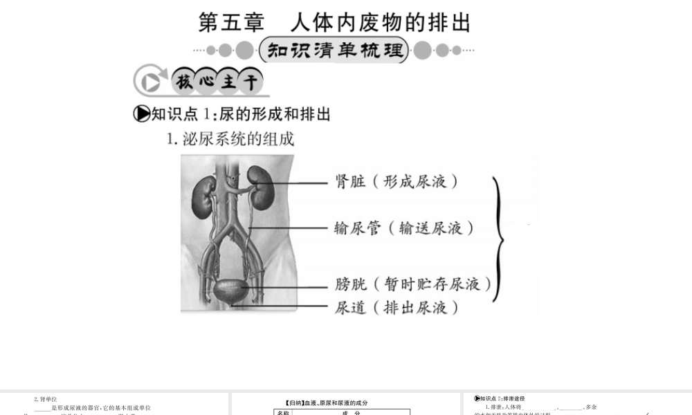 （广西玉林地区）中考生物 知识系统复习 第四单元 第五章 人体内废物的排除课件-人教版初中九年级全册生物课件