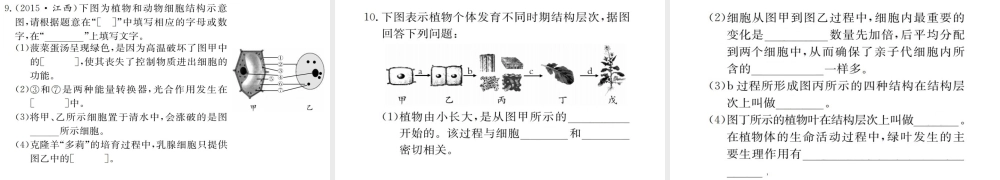 （广西玉林地区）中考生物 专题综合突破 专题一 生物体的结构层次课件-人教级全册生物课件