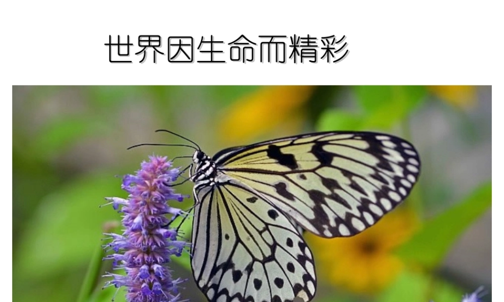 （水滴系列）（秋季版）七年级道德与法治下册 第八单元 珍爱生命 热爱生活 第15课 呵护宝贵的生命 第1框 世界因生命而精彩课件 鲁人版六三制-鲁人版初中七年级下册政治课件