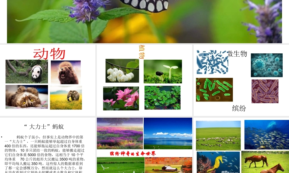 （水滴系列）（秋季版）七年级道德与法治下册 第八单元 珍爱生命 热爱生活 第15课 呵护宝贵的生命 第1框 世界因生命而精彩课件 鲁人版六三制-鲁人版初中七年级下册政治课件